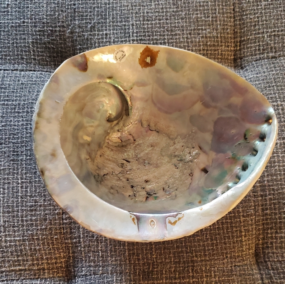 Elegant Iridescent Shell Art Piece Abalone